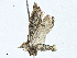  ( - CBG-A00284-B11)  @11 [ ] CreativeCommons - Attribution (2023) CBG Photography Group Centre for Biodiversity Genomics