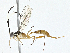  ( - CBG-A00285-C02)  @11 [ ] CreativeCommons - Attribution (2023) CBG Photography Group Centre for Biodiversity Genomics
