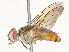  ( - CBG-A51899-F01)  @11 [ ] CreativeCommons - Attribution Share - Alike (2024) CBG Photography Group Centre for Biodiversity Genomics