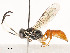  ( - CBG-A51901-C05)  @11 [ ] CreativeCommons - Attribution Share - Alike (2024) CBG Photography Group Centre for Biodiversity Genomics