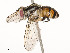  ( - CBG-A51901-E02)  @11 [ ] CreativeCommons - Attribution Share - Alike (2024) CBG Photography Group Centre for Biodiversity Genomics