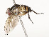  ( - CBG-A51902-C04)  @11 [ ] CreativeCommons - Attribution Share - Alike (2024) CBG Photography Group Centre for Biodiversity Genomics