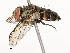  ( - CBG-A51902-C07)  @11 [ ] CreativeCommons - Attribution Share - Alike (2024) CBG Photography Group Centre for Biodiversity Genomics