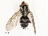  ( - CBG-A51902-D02)  @11 [ ] CreativeCommons - Attribution Share - Alike (2024) CBG Photography Group Centre for Biodiversity Genomics