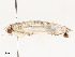  ( - CBG-A51903-A02)  @11 [ ] CreativeCommons - Attribution Share - Alike (2024) CBG Photography Group Centre for Biodiversity Genomics