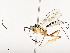  ( - CBG-A51903-A03)  @11 [ ] CreativeCommons - Attribution Share - Alike (2024) CBG Photography Group Centre for Biodiversity Genomics