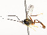  ( - CBG-A51903-C01)  @11 [ ] CreativeCommons - Attribution Share - Alike (2024) CBG Photography Group Centre for Biodiversity Genomics