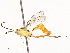  (Hyposoter INB-100 - CBG-A51903-C04)  @11 [ ] CreativeCommons - Attribution Share - Alike (2024) CBG Photography Group Centre for Biodiversity Genomics
