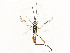  ( - CBG-A51903-C06)  @11 [ ] CreativeCommons - Attribution Share - Alike (2024) CBG Photography Group Centre for Biodiversity Genomics