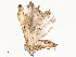  ( - CBG-A51903-G04)  @11 [ ] CreativeCommons - Attribution Share - Alike (2024) CBG Photography Group Centre for Biodiversity Genomics