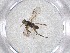  ( - CBG-A53383-G07)  @11 [ ] CreativeCommons - Attribution Share - Alike (2024) Centre for Biodiversity Genomics Centre for Biodiversity Genomics