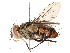  (Telothyria duniagarciae - CBG-A53646-F05)  @11 [ ] CreativeCommons - Attribution Share - Alike (2024) CBG Photography Group Centre for Biodiversity Genomics