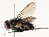  (Ebenia Malaise5023 - CBG-A53647-A12)  @11 [ ] CreativeCommons - Attribution Share - Alike (2024) CBG Photography Group Centre for Biodiversity Genomics