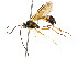  ( - CBG-A53649-G02)  @11 [ ] CreativeCommons - Attribution Share - Alike (2024) CBG Photography Group Centre for Biodiversity Genomics