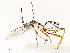 ( - CBG-A53649-G04)  @11 [ ] CreativeCommons - Attribution Share - Alike (2024) CBG Photography Group Centre for Biodiversity Genomics