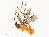  ( - CBG-A53650-B03)  @11 [ ] CreativeCommons - Attribution Share - Alike (2024) CBG Photography Group Centre for Biodiversity Genomics
