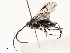  (Alphomelon manuelriosi - CBG-A53651-E12)  @11 [ ] CreativeCommons - Attribution Share - Alike (2024) CBG Photography Group Centre for Biodiversity Genomics