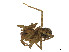 ( - CBG-A54405-H08)  @11 [ ] CreativeCommons - Attribution (2024) CBG Photography Group Centre for Biodiversity Genomics