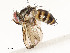  ( - CBG-A58656-E08)  @11 [ ] CreativeCommons - Attribution Share - Alike (2025) CBG Photography Group Centre for Biodiversity Genomics