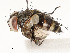  ( - CBG-A58656-F06)  @11 [ ] CreativeCommons - Attribution Share - Alike (2025) CBG Photography Group Centre for Biodiversity Genomics