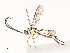  ( - CBG-A58656-F11)  @11 [ ] CreativeCommons - Attribution Share - Alike (2025) CBG Photography Group Centre for Biodiversity Genomics
