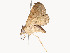  ( - CBG-A53652-A05)  @11 [ ] CreativeCommons - Attribution Share - Alike (2024) CBG Photography Group Centre for Biodiversity Genomics