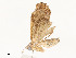  ( - CBG-A53652-D10)  @11 [ ] CreativeCommons - Attribution Share - Alike (2024) CBG Photography Group Centre for Biodiversity Genomics