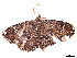  ( - CBG-A54406-B08)  @11 [ ] CreativeCommons - Attribution (2024) CBG Photography Group Centre for Biodiversity Genomics
