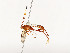  ( - CBG-A54408-A06)  @11 [ ] CreativeCommons - Attribution Share - Alike (2024) CBG Photography Group Centre for Biodiversity Genomics