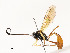  (Dusona W-1 - CBG-A54408-B02)  @11 [ ] CreativeCommons - Attribution Share - Alike (2024) CBG Photography Group Centre for Biodiversity Genomics
