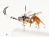  (crypMalaise01 Malaise6271 - CBG-A54408-C01)  @11 [ ] CreativeCommons - Attribution Share - Alike (2024) CBG Photography Group Centre for Biodiversity Genomics