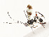  (crypMalaise01 Malaise2642 - CBG-A54408-F11)  @11 [ ] CreativeCommons - Attribution Share - Alike (2024) CBG Photography Group Centre for Biodiversity Genomics