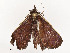  ( - CBG-A54482-A01)  @11 [ ] CreativeCommons - Attribution Share - Alike (2024) CBG Photography Group Centre for Biodiversity Genomics
