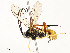  ( - CBG-A54482-F10)  @11 [ ] CreativeCommons - Attribution Share - Alike (2024) CBG Photography Group Centre for Biodiversity Genomics