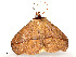  ( - CBG-A54483-A05)  @11 [ ] CreativeCommons - Attribution Share - Alike (2024) CBG Photography Group Centre for Biodiversity Genomics