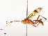  ( - CBG-A54483-D03)  @11 [ ] CreativeCommons - Attribution Share - Alike (2024) CBG Photography Group Centre for Biodiversity Genomics