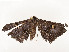  ( - CBG-A54497-D08)  @11 [ ] CreativeCommons - Attribution Share - Alike (2024) CBG Photography Group Centre for Biodiversity Genomics