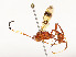  ( - CBG-A54497-E02)  @11 [ ] CreativeCommons - Attribution Share - Alike (2024) CBG Photography Group Centre for Biodiversity Genomics