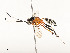  ( - CBG-A54497-E09)  @11 [ ] CreativeCommons - Attribution Share - Alike (2024) CBG Photography Group Centre for Biodiversity Genomics
