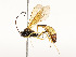  (Dusona Malaise7573 - CBG-A54497-E10)  @11 [ ] CreativeCommons - Attribution Share - Alike (2024) CBG Photography Group Centre for Biodiversity Genomics