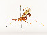  ( - CBG-A54497-F05)  @11 [ ] CreativeCommons - Attribution Share - Alike (2024) CBG Photography Group Centre for Biodiversity Genomics