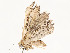  ( - CBG-A54498-D09)  @11 [ ] CreativeCommons - Attribution Share - Alike (2024) CBG Photography Group Centre for Biodiversity Genomics