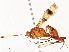  ( - CBG-A54499-A11)  @11 [ ] CreativeCommons - Attribution Share - Alike (2024) CBG Photography Group Centre for Biodiversity Genomics