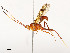  ( - CBG-A54499-A12)  @11 [ ] CreativeCommons - Attribution Share - Alike (2024) CBG Photography Group Centre for Biodiversity Genomics