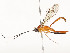  ( - CBG-A54499-B03)  @11 [ ] CreativeCommons - Attribution Share - Alike (2024) CBG Photography Group Centre for Biodiversity Genomics