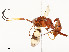  ( - CBG-A54499-B05)  @11 [ ] CreativeCommons - Attribution Share - Alike (2024) CBG Photography Group Centre for Biodiversity Genomics