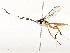  ( - CBG-A54499-B07)  @11 [ ] CreativeCommons - Attribution Share - Alike (2024) CBG Photography Group Centre for Biodiversity Genomics