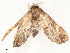 ( - CBG-A54499-B09)  @11 [ ] CreativeCommons - Attribution Share - Alike (2024) CBG Photography Group Centre for Biodiversity Genomics