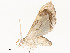  ( - CBG-A54499-D03)  @11 [ ] CreativeCommons - Attribution Share - Alike (2024) CBG Photography Group Centre for Biodiversity Genomics