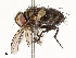  ( - CBG-A58711-G11)  @11 [ ] CreativeCommons - Attribution Share - Alike (2025) CBG Photography Group Centre for Biodiversity Genomics